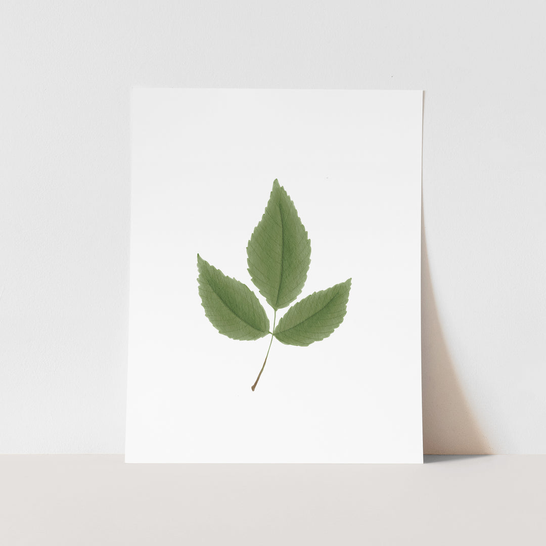 January Birth Month Art Print: Watercolor Elm Tree