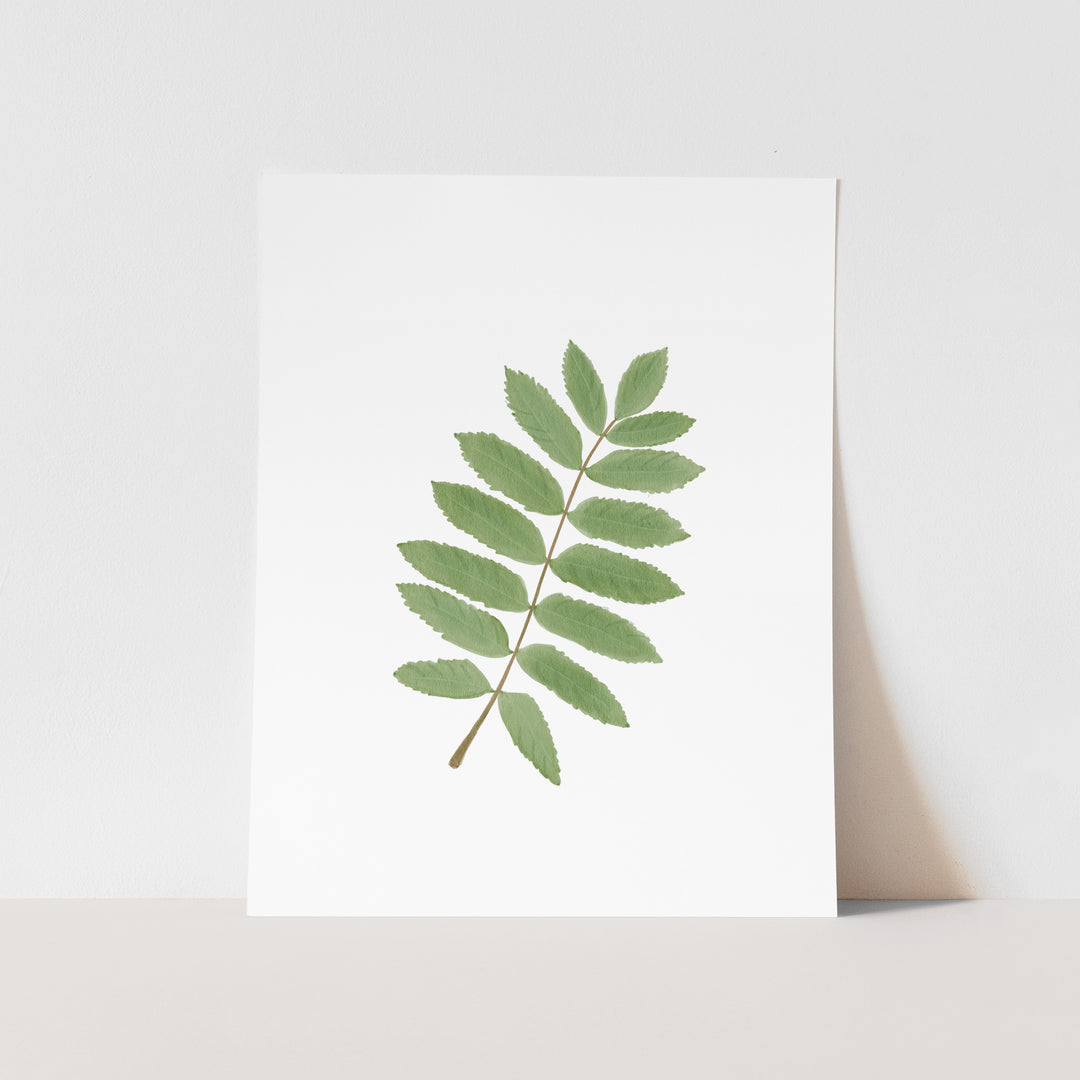 April Birth Month Art Print: Watercolor Rowan Tree