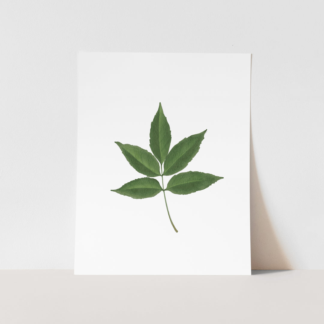 May Birth Month Art Print: Watercolor Ash Tree