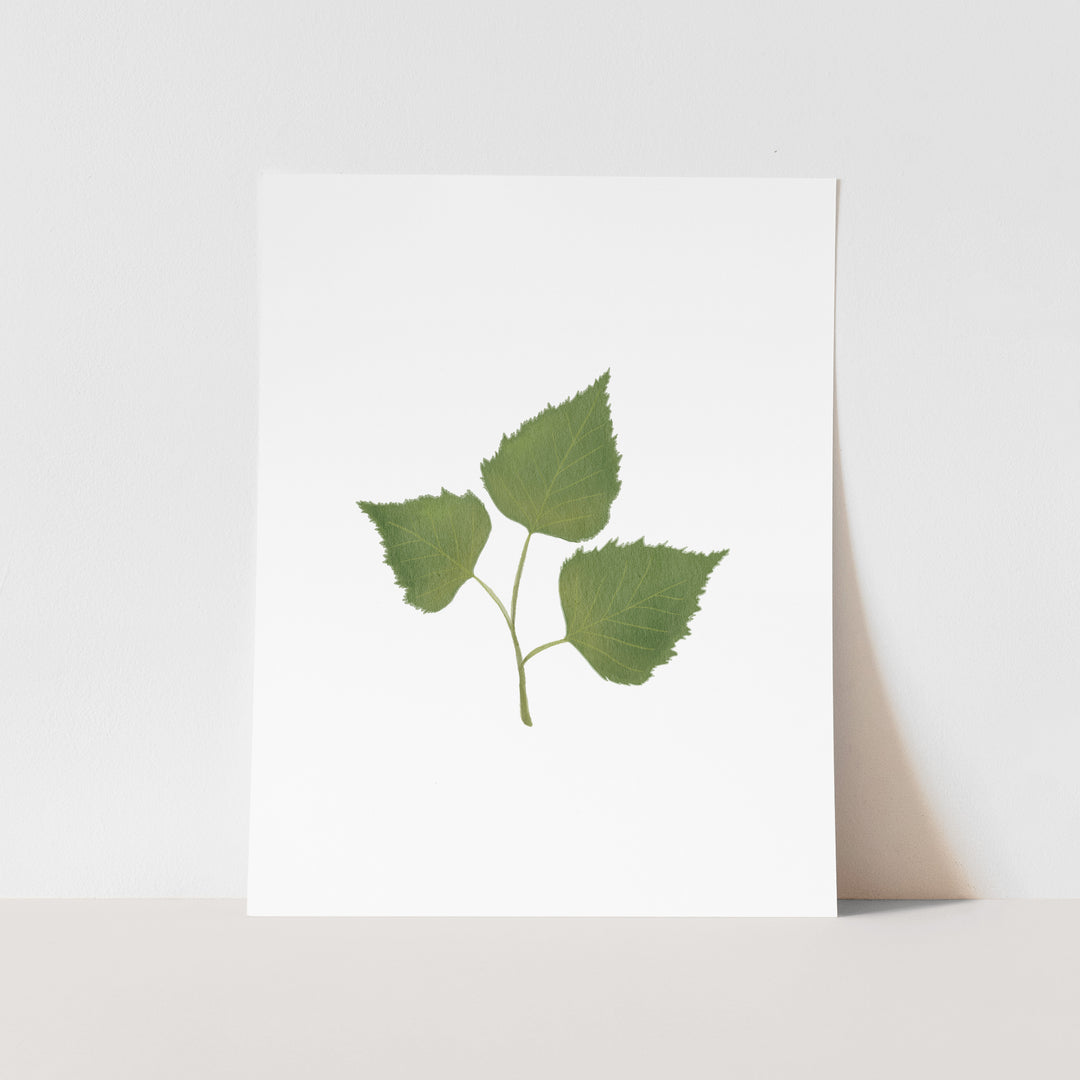 June Birth Month Art Print: Watercolor Birch Tree